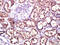 Solute Carrier Family 10 Member 2 antibody, GTX51595, GeneTex, Immunohistochemistry paraffin image 