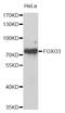 Forkhead Box O3 antibody, STJ110381, St John