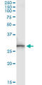 Sepiapterin Reductase antibody, LS-C198255, Lifespan Biosciences, Immunoprecipitation image 