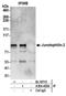 Junctophilin 2 antibody, A304-455A, Bethyl Labs, Immunoprecipitation image 