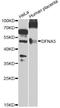 Gasdermin E antibody, A7432, ABclonal Technology, Western Blot image 