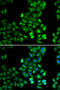 Dopamine Receptor D5 antibody, 16-882, ProSci, Immunofluorescence image 