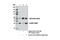 ELAV Like RNA Binding Protein 1 antibody, 12582S, Cell Signaling Technology, Immunoprecipitation image 