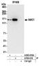 Structural Maintenance Of Chromosomes 1A antibody, A700-018, Bethyl Labs, Immunoprecipitation image 