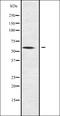 Nucleolar Complex Associated 4 Homolog antibody, orb335053, Biorbyt, Western Blot image 