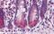 BRUCE antibody, PA5-34412, Invitrogen Antibodies, Immunohistochemistry frozen image 