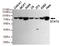 STAT3 antibody, TA347058, Origene, Western Blot image 