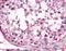 Glucagon receptor antibody, orb85130, Biorbyt, Immunohistochemistry paraffin image 
