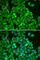 Signal Transducer And Activator Of Transcription 1 antibody, A0027, ABclonal Technology, Immunofluorescence image 