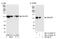 Heterogeneous Nuclear Ribonucleoprotein U Like 1 antibody, NB110-40586, Novus Biologicals, Western Blot image 