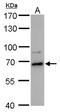 Probable ATP-dependent RNA helicase DDX52 antibody, PA5-78354, Invitrogen Antibodies, Western Blot image 