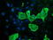 Ras Association Domain Family Member 1 antibody, LS-C172715, Lifespan Biosciences, Immunofluorescence image 