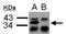 Heterogeneous Nuclear Ribonucleoprotein A2/B1 antibody, PA5-34939, Invitrogen Antibodies, Immunoprecipitation image 