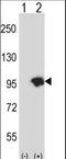 Ubiquitin carboxyl-terminal hydrolase 15 antibody, LS-C160468, Lifespan Biosciences, Western Blot image 