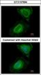 UPF2 Regulator Of Nonsense Mediated MRNA Decay antibody, GTX107694, GeneTex, Immunocytochemistry image 