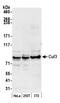Cullin 3 antibody, A301-110A, Bethyl Labs, Western Blot image 