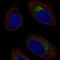 C-C chemokine receptor type 10 antibody, HPA048007, Atlas Antibodies, Immunofluorescence image 