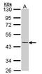 Keratin 19 antibody, GTX112666, GeneTex, Western Blot image 