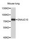 DnaJ Heat Shock Protein Family (Hsp40) Member C10 antibody, STJ26861, St John