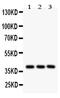 Prostaglandin E Receptor 2 antibody, PB9386, Boster Biological Technology, Western Blot image 