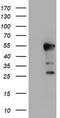 Exoribonuclease 1 antibody, TA504134, Origene, Western Blot image 
