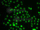PHIP antibody, A7207, ABclonal Technology, Immunohistochemistry paraffin image 
