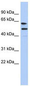 EZH Inhibitory Protein antibody, TA333322, Origene, Western Blot image 