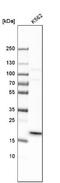 Mitochondrial Ribosomal Protein L40 antibody, NBP1-82620, Novus Biologicals, Western Blot image 