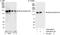 SF3b155 antibody, A300-996A, Bethyl Labs, Immunoprecipitation image 