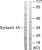 Syntaxin 1A antibody, LS-C823549, Lifespan Biosciences, Western Blot image 