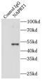 Nicotinate Phosphoribosyltransferase antibody, FNab05548, FineTest, Immunoprecipitation image 