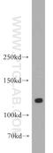 DLG Associated Protein 3 antibody, 55056-1-AP, Proteintech Group, Western Blot image 