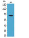 VGF Nerve Growth Factor Inducible antibody, STJ96661, St John