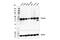 VPS26, Retromer Complex Component A antibody, 99384S, Cell Signaling Technology, Western Blot image 