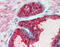 UMP/CMPK antibody, 51-876, ProSci, Immunohistochemistry paraffin image 