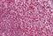 CASP antibody, MBS246172, MyBioSource, Immunohistochemistry paraffin image 