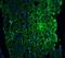 Caspase-12 antibody, NBP1-76624, Novus Biologicals, Immunofluorescence image 