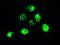 Neurotrophic Receptor Tyrosine Kinase 2 antibody, M01388-1, Boster Biological Technology, Immunofluorescence image 