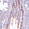Ribosomal Protein L22 antibody, 23-809, ProSci, Immunohistochemistry frozen image 