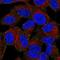 LIM Domain Containing 2 antibody, NBP2-56208, Novus Biologicals, Immunofluorescence image 