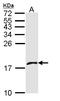 PF4V1 antibody, LS-C185989, Lifespan Biosciences, Western Blot image 