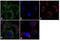 Vitronectin antibody, LF-MA0205, Invitrogen Antibodies, Immunofluorescence image 