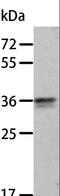 Annexin A8 antibody, LS-C403822, Lifespan Biosciences, Western Blot image 
