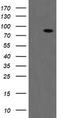 Coagulation factor XIII A chain antibody, LS-B13052, Lifespan Biosciences, Western Blot image 