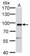 Calnexin antibody, NBP2-43765, Novus Biologicals, Western Blot image 