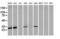 Mitochondrial Ribosomal Protein S34 antibody, LS-C174232, Lifespan Biosciences, Western Blot image 