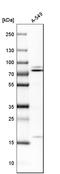 N-Ethylmaleimide Sensitive Factor, Vesicle Fusing ATPase antibody, HPA003154, Atlas Antibodies, Western Blot image 