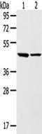 Leukotriene B4 Receptor 2 antibody, TA351365, Origene, Western Blot image 