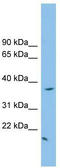 FK506-binding protein-like antibody, TA344699, Origene, Western Blot image 