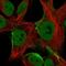 Sarcoglycan Epsilon antibody, HPA074790, Atlas Antibodies, Immunofluorescence image 